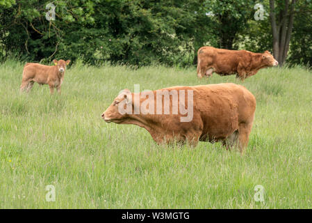 Red Angus Kühe und Kälber in einem Feld, Red Angus Rinder. Stockfoto