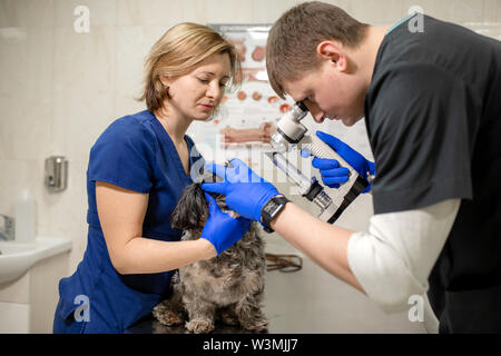 Veterinär- und Augenärzte untersuchen das verletzte Auge eines Hundes mit einer Spaltlampe in einer Tierklinik. Stockfoto