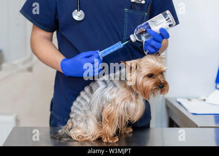 Tierarzt Arzt Injektion zu Yorkshire Terrier Hund. Stockfoto