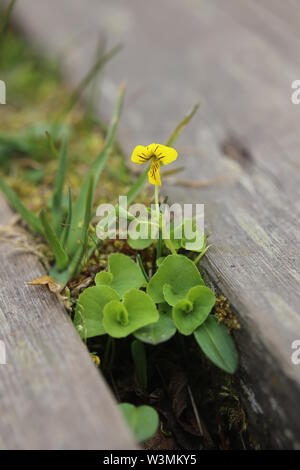 Blühende viola Biflora, in der Arktis gelb violett. Stockfoto