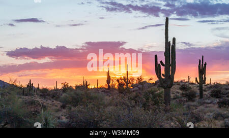 Brillant Wüste Sonnenaufgang in Arizona mit Cactus Stockfoto