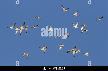 Numenius arquata, eine Herde von brachvögeln fliegen hoch vor blauem Himmel Hintergrund in Großbritannien. Stockfoto