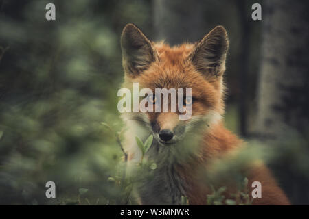 Ein junger Roter Fuchs (Vulpus vulpus) im Wald. Yukon Territory, Kanada Stockfoto