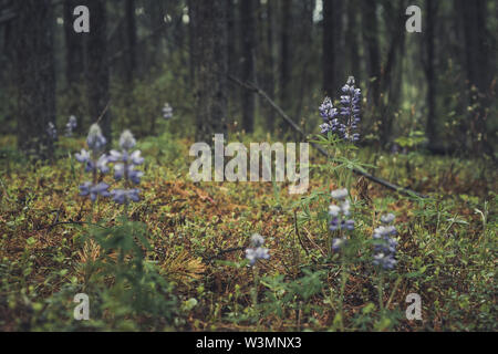 Eine arktische Lupine (Lupinus arcticus) Blumen im Wald nach einem Niederschlag. Yukon Territory, Kanada Stockfoto