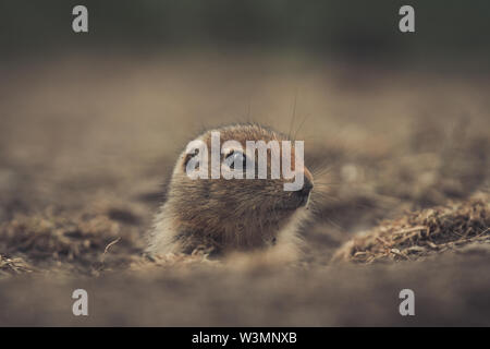 Ein arktisches Erdhörnchen (Uroticellus parryii) Baby späht aus seiner Höhle. Yukon Territory, Kanada Stockfoto