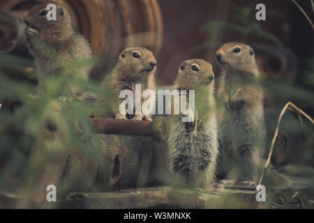 Vier junge arktische Erdhörnchen (Uroticellus parryii) beobachten ihre Umgebung. Yukon Territory, Kanada Stockfoto