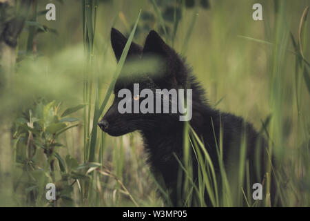 Einen schwarzen Red fox Baby (Vulpus vulpus) auf die Jagd. Yukon Territory, Kanada Stockfoto