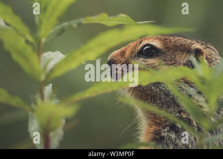 Ein arktisches Erdhörnchen (Uroticellus parryii) Im fireweed. Yukon Territory, Kanada Stockfoto