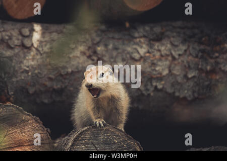 Eine arktische Erdhörnchen Baby (Uroticellus parryii) Schreie der Kolonie Gefahr zu warnen. Yukon Territory, Kanada Stockfoto