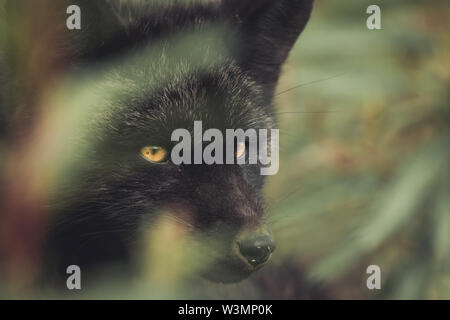 Einen schwarzen Red fox Baby (Vulpus vulpus) auf die Jagd. Yukon Territory, Kanada. Stockfoto