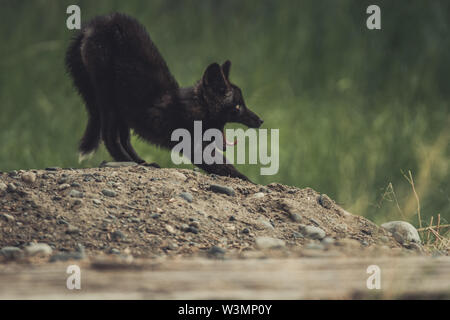 Einen schwarzen Red fox Baby (Vulpus vulpus) ist Gähnen. Yukon Territory, Kanada Stockfoto