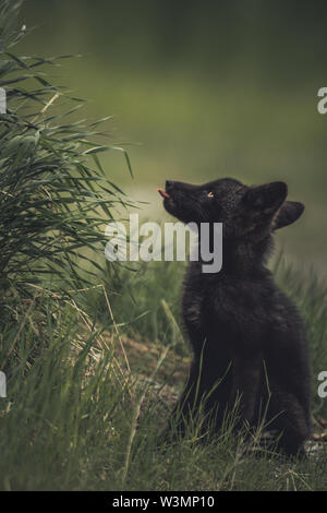 Einen schwarzen Red fox Baby (Vulpus vulpus) leckt sie die Lippen für einige hohe Unkraut. Yukon Territory, Kanada Stockfoto