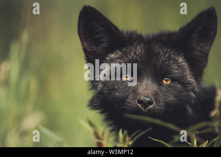 Einen schwarzen Red fox Baby (Vulpus vulpus). Yukon Territory, Kanada Stockfoto