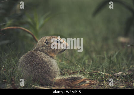 Eine arktische Erdhörnchen Baby (Uroticellus parryii) sitzt im Gras. Yukon Territory, Kanada Stockfoto