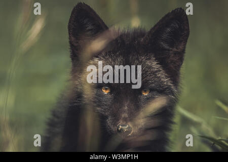 Einen schwarzen Red fox Baby (Vulpus vulpus). Yukon Territory, Kanada Stockfoto