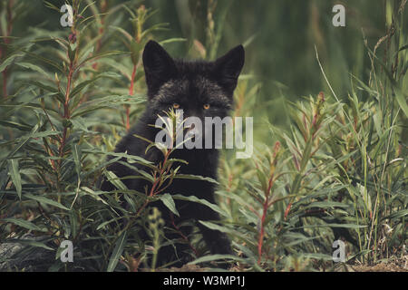 Einen schwarzen Red fox Baby (Vulpus vulpus) versteckt sich zwischen einigen fireweed. Yukon Territory, Kanada Stockfoto