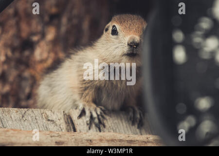 Eine arktische Erdhörnchen Baby (Uroticellus parryii) sitzt auf einem Stück Holz. Yukon Territory, Kanada Stockfoto