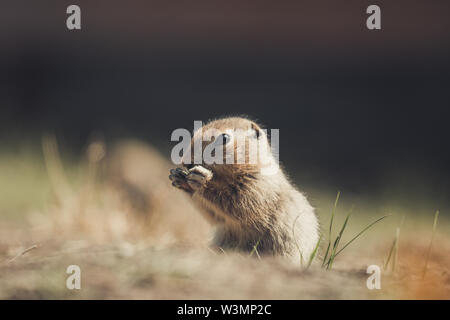 Eine arktische Erdhörnchen Baby (Uroticellus parryii) Knabbereien auf etwas Gras. Yukon Territory, Kanada Stockfoto