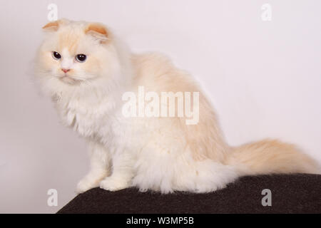 Süße weiße Katze im Studio mit schottischen Ohren einklappen Stockfoto