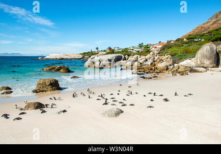 Big Boulder Felsen und Afrikanische oder Jackass Pinguine (Spheniscus Demersus) auf Boulder Beach in der Nähe von Kapstadt, Südafrika. Stockfoto