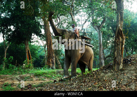 Der kaziranga Nationalpark ist der älteste Nationalpark im nordöstlichen indischen Bundesstaat Assam. Es war vor einem Jahrhundert als Forest Reserve durch die britische Vizekönig Lord Curzon erstellt, auf Geheiß seiner Frau, die größere One-Horned Nashorn zu schützen. Von der UNESCO zum Weltkulturerbe erklärt 1985 der Park ist weltweit für seine Bedeutung als eines der letzten unberührten Lebensräume der großen indischen One-Horned Nashörner bekannt. Der Preis für ein Rhino Horn variiert von 20.000 bis 35.000 Dollar auf dem internationalen Markt. Heute ist der Park Homes viele gefährdete Tiere wie Nashörner, Tiger, Elefanten Stockfoto