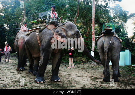 Der kaziranga Nationalpark ist der älteste Nationalpark im nordöstlichen indischen Bundesstaat Assam. Es war vor einem Jahrhundert als Forest Reserve durch die britische Vizekönig Lord Curzon erstellt, auf Geheiß seiner Frau, die größere One-Horned Nashorn zu schützen. Von der UNESCO zum Weltkulturerbe erklärt 1985 der Park ist weltweit für seine Bedeutung als eines der letzten unberührten Lebensräume der großen indischen One-Horned Nashörner bekannt. Der Preis für ein Rhino Horn variiert von 20.000 bis 35.000 Dollar auf dem internationalen Markt. Heute ist der Park Homes viele gefährdete Tiere wie Nashörner, Tiger, Elefanten Stockfoto