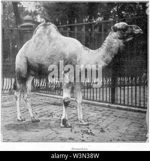 Clément Maurice Paris en plein air, BUC, 1897,131 Dromadaire. Stockfoto