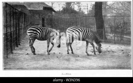Clément Maurice Paris en plein air, BUC, 1897,132 Les Zèbres. Stockfoto