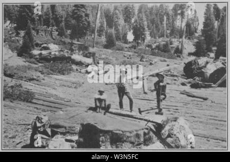 Klimatischen Zyklen und Tree-Growth Platte 7 A. Stockfoto