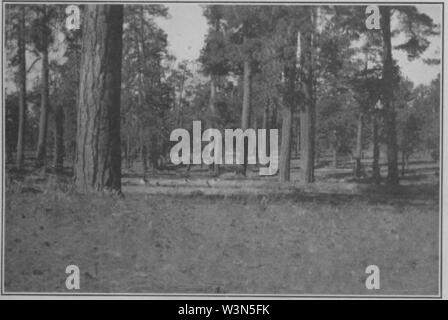 Klimatischen Zyklen und Tree-Growth Platte 1 B. Stockfoto