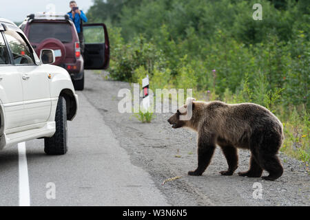 Wilden jungen schreckliche und hungrig Kamtschatkas Braunbären (Far Eastern brauner Bär) zu Fuß auf der Straße und bittet für die menschliche Ernährung von Menschen in den Autos auf der Autobahn. Stockfoto