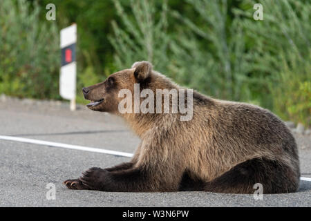 Wilden jungen Hungrigen, schreckliche Kamtschatka Braunbär (Ursus arctos piscator) liegt am Straßenrand von asphaltierten Straße, schwer atmend, Sniffing, um Suchen Stockfoto