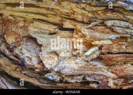 Dieses einzigartige Foto zeigt das Innere einer morschen Baum. Das Bild war auf den Malediven genommen Stockfoto