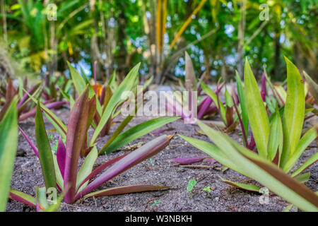 Dieses einzigartige Foto zeigt einen wunderschönen Garten, wo die Pflanzen in eine Zeile aus dem Boden wachsen. Dieses Bild wurde auf den Malediven genommen Stockfoto