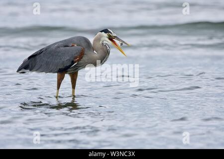 Schnabel geöffnet, ein Great Blue Heron bereitet einen kleinen Fisch gefangen hat zu schlucken, die GEISTREICHE Lagune, Vancouver Island, British Columbia. Stockfoto