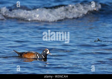 Bunte männlichen Harlekin Ente schwimmt auf Untiefen nahe der Küste, Southern Vancouver Island, British Columbia. Stockfoto