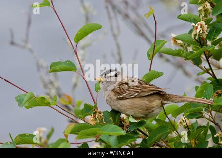 Weiß - gekrönte Spatz sitzt auf dem Zweig von einem Busch in der Nähe des Meeres, Saanich Inlet, Vancouver Island, British Columbia. Stockfoto