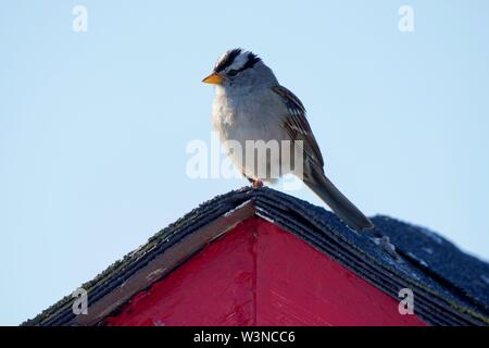 Nach weiß - gekrönte Spatz Sitzstangen auf Purple Peak von Sheddach, Victoria, British Columbia, Stockfoto