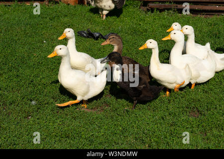 Kleine Herde von inländischen weiße Gänse und Enten braun überquert einen Bauernhof mit grünen Gras bedeckt Stockfoto