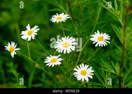 Ein Cluster von Weißen und Gelben daisy flowers. Grüne Gras herum. Sommer Wiese. Anschauliche und lebendige Farben Stockfoto