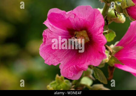 Detailansicht eines tiefen rosa Malva, Malve, malvaceae Blume. Sommer im Garten Stockfoto