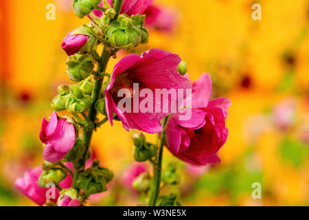 Schönen lila Malva, Malve, malvaceae, Blumen, orange Farbe Hintergrund. Sommer im Garten Stockfoto