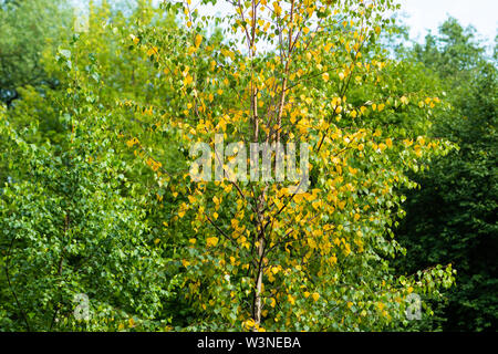 Junge Birke im Wald. Gelbe Blätter im Juli. Horizontale Foto Stockfoto