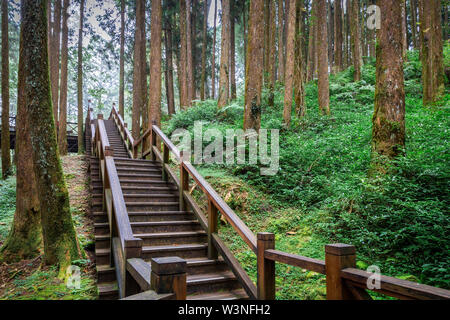 Hölzerne Treppe am Hang des Hügels im tropischen Regenwald. Stockfoto