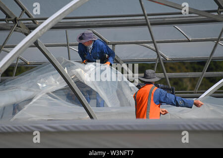 Greymouth, Neuseeland, 12. Dezember 2018: Handwerker sichern Sie den Kunststoff auf einen neuen Tunnel House. Stockfoto