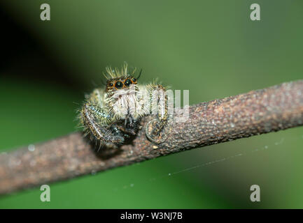 Jumping Spider gesehen an Sikkim, Indien Stockfoto