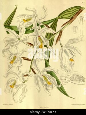 Coelogyne cristata - Curtis' 139 (Ser. 4 Nr. 9) pl. 8477 (1913). Stockfoto