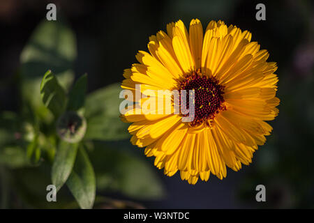 Blüten von coneflowers (RUDBECKIA) in Gelb und Orange Stockfoto