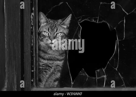 Tabby Katze durch ein zerbrochenes Fenster. schwarz-weiß-Bild. Stockfoto