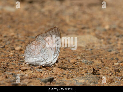 Sunbeam Butterfly an Garo Hills, Meghalaya, Indien Stockfoto